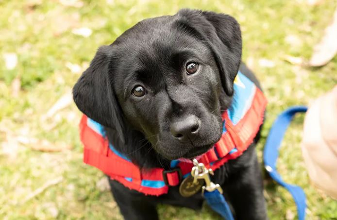 Assistance dog Assistance dog